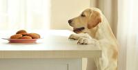 犬に人間の食べ物を与えるリスクと正しい食事選び 