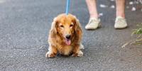 シニア・老犬のマッサージ～関節ケア編