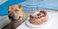 犬にチョコレートはNG！危険度の高いチョコレートの種類や量を解説
