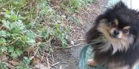 ドクダミやヨモギって犬も食べていい？愛犬にも使える和ハーブの知識