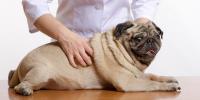 犬の胆泥症の原因と改善のためのケアを獣医師が解説