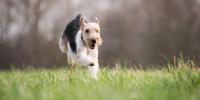 犬にとって「走る」ということ、ヒトにとって「犬と走る」ということ 