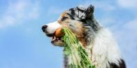 愛犬のための薬膳入門｜野菜の使い方