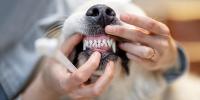 犬にヨーグルトを与えてOK？乳酸菌と歯周病との関係も解説