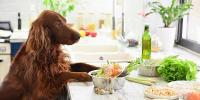 スーパーフード「モリンガ」とは？注目すべき成分や愛犬への与え方