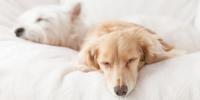 犬の睡眠時間はどれくらい？短くて大丈夫？獣医師が解説します