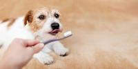 マヌカハニーで愛犬も喜ぶデンタルケア｜口臭・歯石のチェックリスト付き 