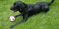 【第１回】犬アトピー性皮膚炎の犬と暮らす｜症状と自然治癒力の関係