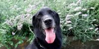 【第２回】犬アトピー性皮膚炎の犬と暮らす｜不快な症状を和らげるホームケア 