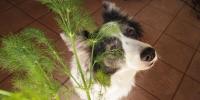 【第３回】犬アトピー性皮膚炎の犬と暮らす｜自然治癒力を高める