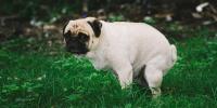 愛犬のうんちの異常事態 血便が出たときはどうしたらいいの？