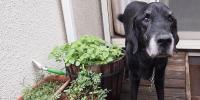 【第４回】犬アトピー性皮膚炎の犬と暮らす｜栄養素の補給