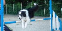 【第６回】犬アトピー性皮膚炎の犬と暮らす｜免疫力を高める