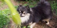 愛犬のむくみを解消！利尿作用のある食べ物やハーブをご紹介 