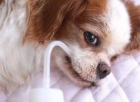 愛犬が水を飲まない...水分不足を防ぐ工夫をご紹介 