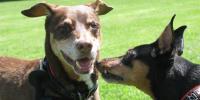 「犬の１年は人間の７年」はもう古い？犬の年齢を人間に換算する新しい研究結果を見て思うこと