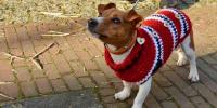 犬に洋服は必要？不要？飼い主なら知っておきたい犬と洋服のはなし