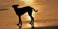 【第１回】ペットロスと向き合う｜最愛の犬を見送ることと飼い主の心のケア