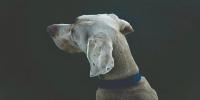 【第３回】ペットロスと向き合う｜愛犬を見送った後の自分の心のためにできること