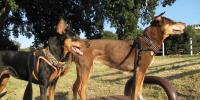 【最終回】ペットロスと向き合う｜仲間を喪った時、残された犬は何を感じる？