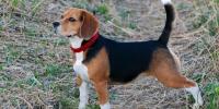 愛犬も体幹を鍛えよう！メリットとおうちで出来るトレーニング