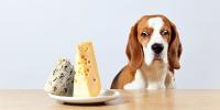 愛犬にチーズを与えてもいい？～与え方と注意点～