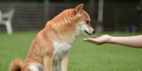 【獣医師監修】犬の慢性腎臓病（慢性腎不全）とは？メカニズムや食事管理のポイントとケア方法  