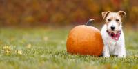 犬にかぼちゃは良い？アメリカの獣医師も推奨する栄養と与え方、種の活用法まで徹底解説