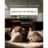 11.22は「わんわんにゃんにゃんの日」パートナーと過ごす