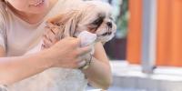愛犬の涙やけ・目元の原因と対策。拭くだけじゃない3つの正しいお手入れ方法 【専門家監修】