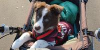 子犬を迎えたらやることは？必要な準備ややるべきことを徹底解説