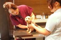 シニア犬の生活 ～なぜ犬の健康診断は必要なのか？検査項目や健康チェックのポイント～