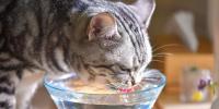 猫の尿路結石を予防するには？原因や初期症状から食事管理まで徹底解説