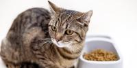猫が食べないのはわがまま？病気との見分け方と効果的な対処法を徹底解説