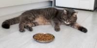 猫がキャットフードに「突然飽きる」面白い本能のヒミツ