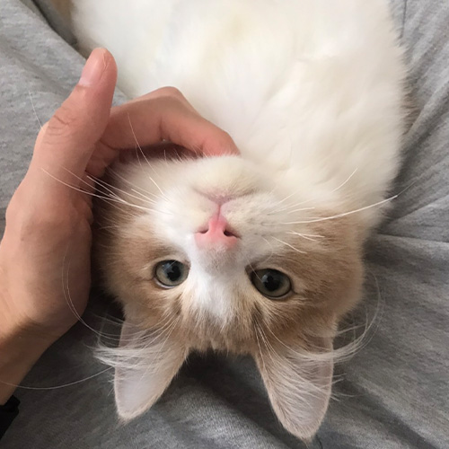 ラストイメージ