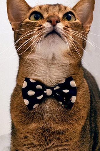 necono　mannine cat リボンネックレス