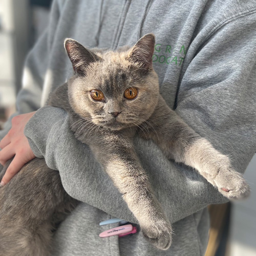 ラストイメージ