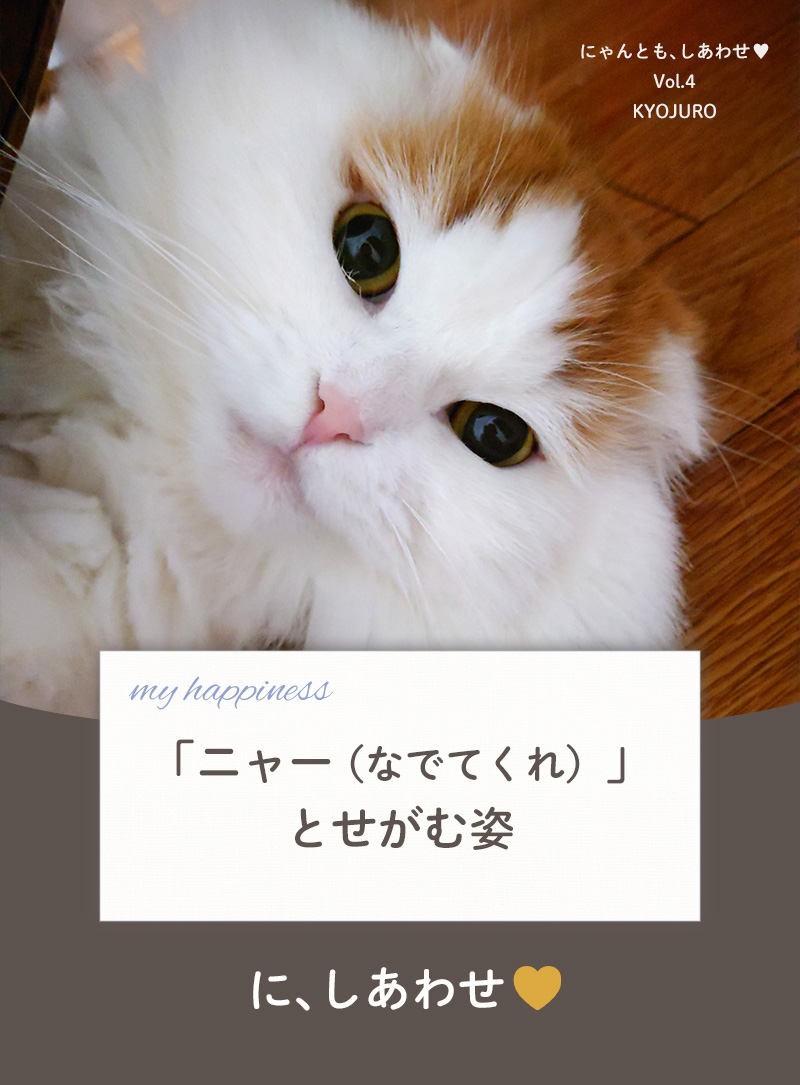 にゃんとも、しあわせ vol.4