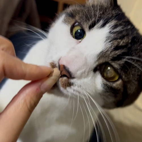 ラストイメージ