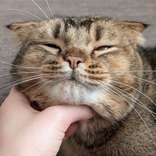 ラストイメージ