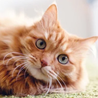 こんなパートナーにおすすめ