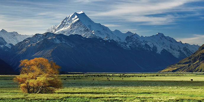 フィーラインナチュラルイメージ