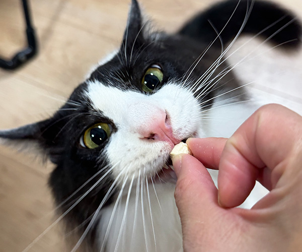 もぐもぐタイム