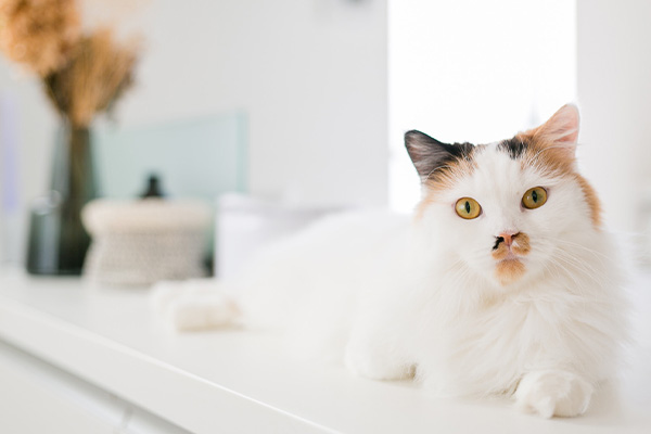 ラストイメージ