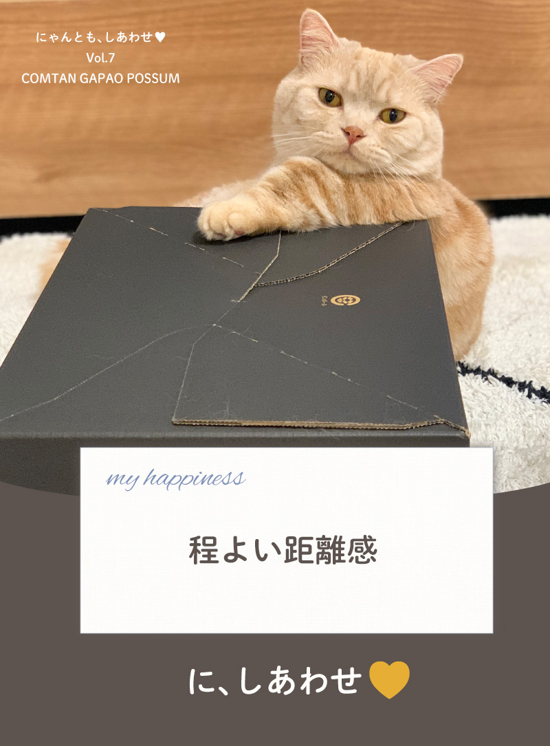 にゃんとも、しあわせ vol.7