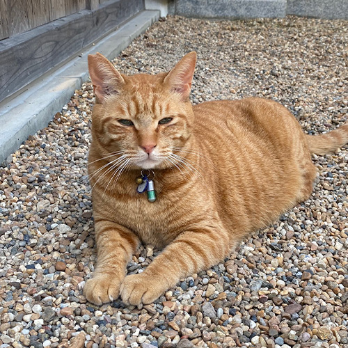 ラストイメージ