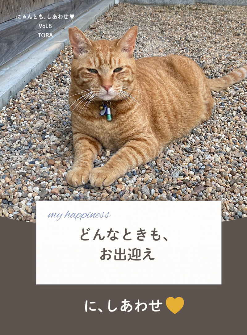 にゃんとも、しあわせ vol.8
