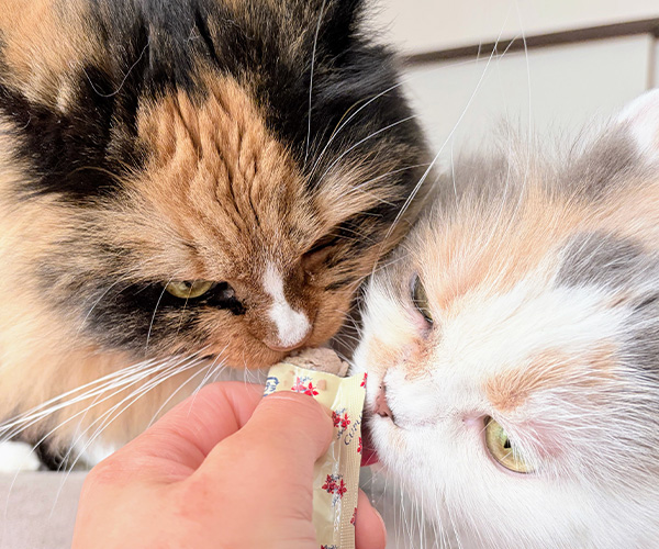 もぐもぐタイム