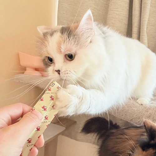 ラストイメージ